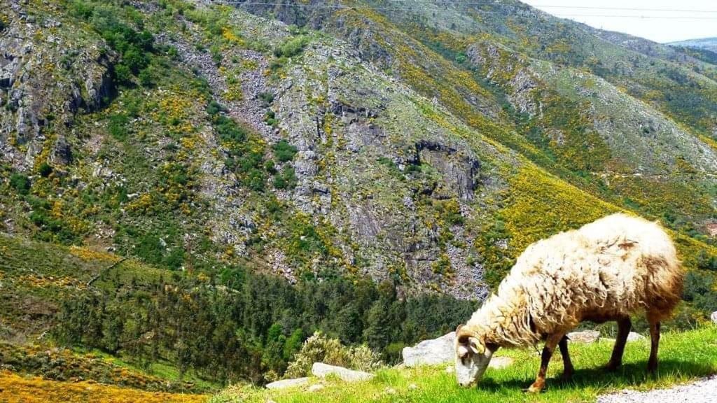 Lago Da Garca Guesthouse São Pedro do Sul Zewnętrze zdjęcie